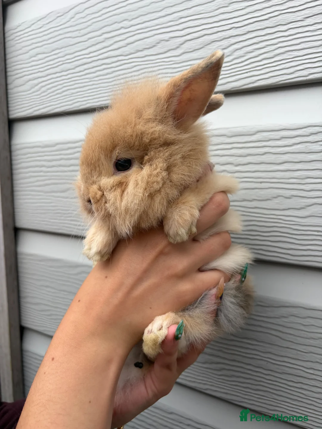 Mixed Breed rabbits for sale: Lionhead x Dwarf Lop double maned bunnies - Advert 2