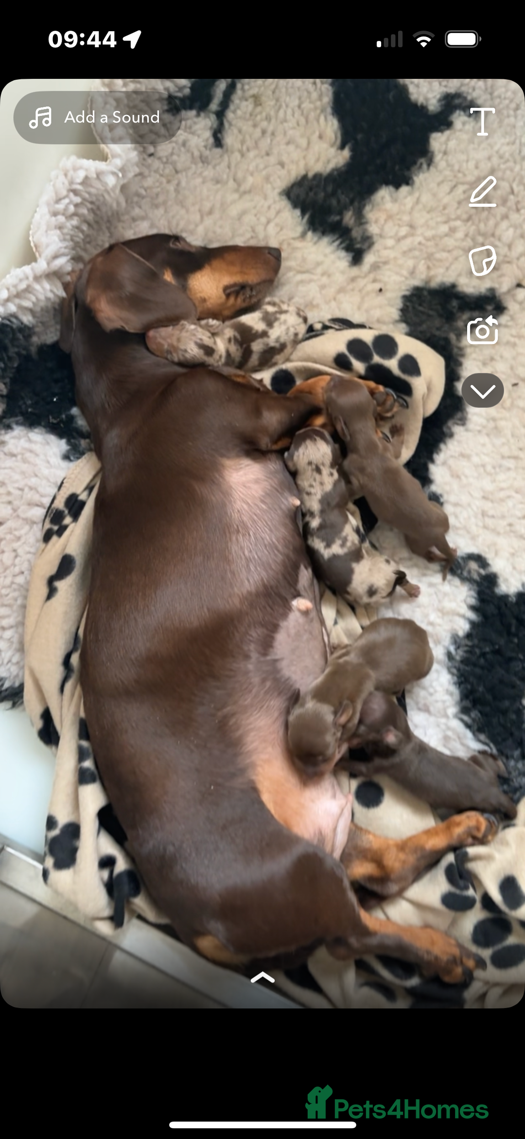 Dachshund dogs for sale: puppys - Image 4
