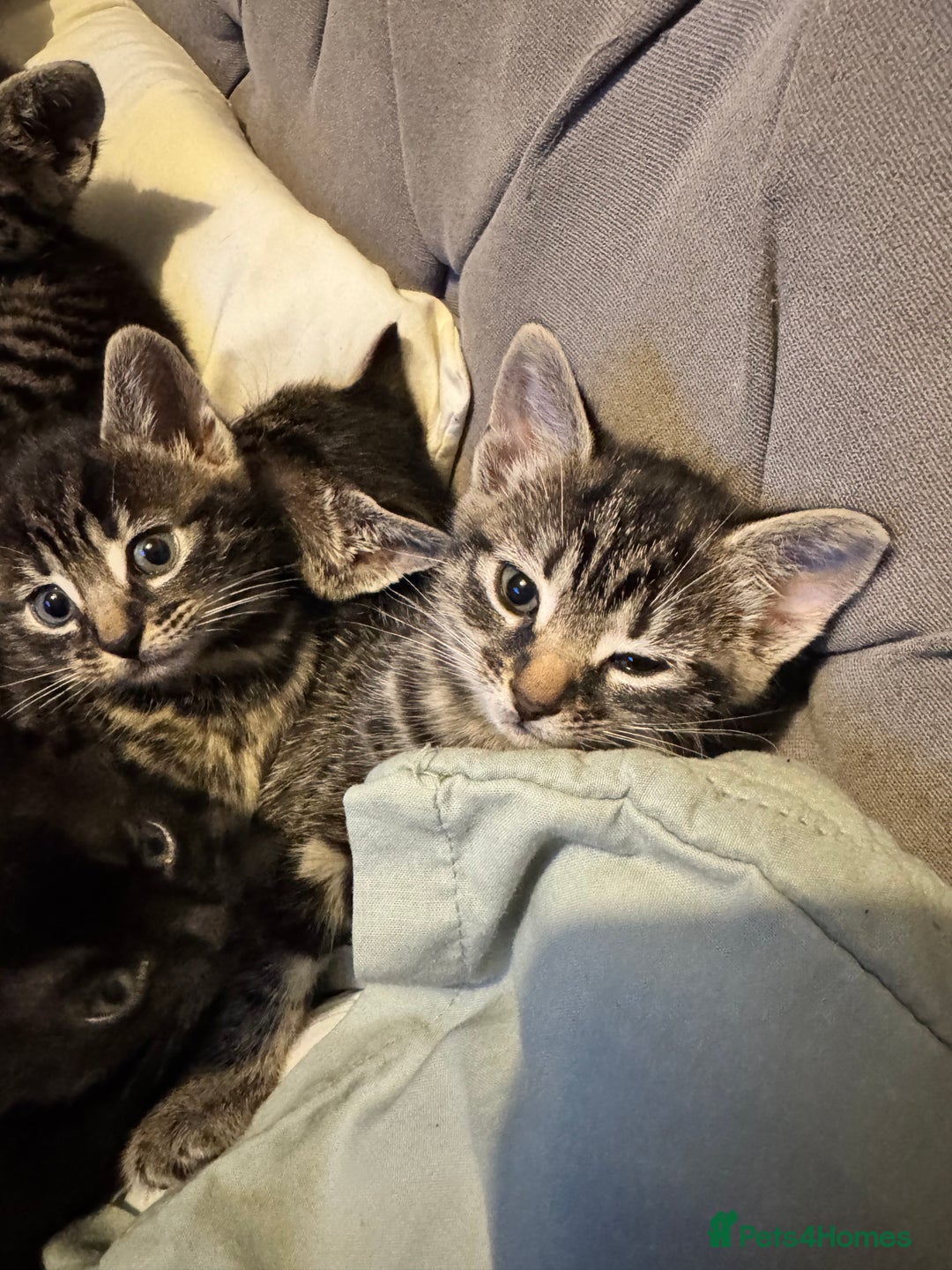 Mixed Breed cats for sale: Gorgeous Kittens ready to go in 2 weeks - Advert 15