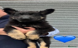 German Shepherd dogs for sale: 2 German Shepherd Bitches Ready Now - Image 8