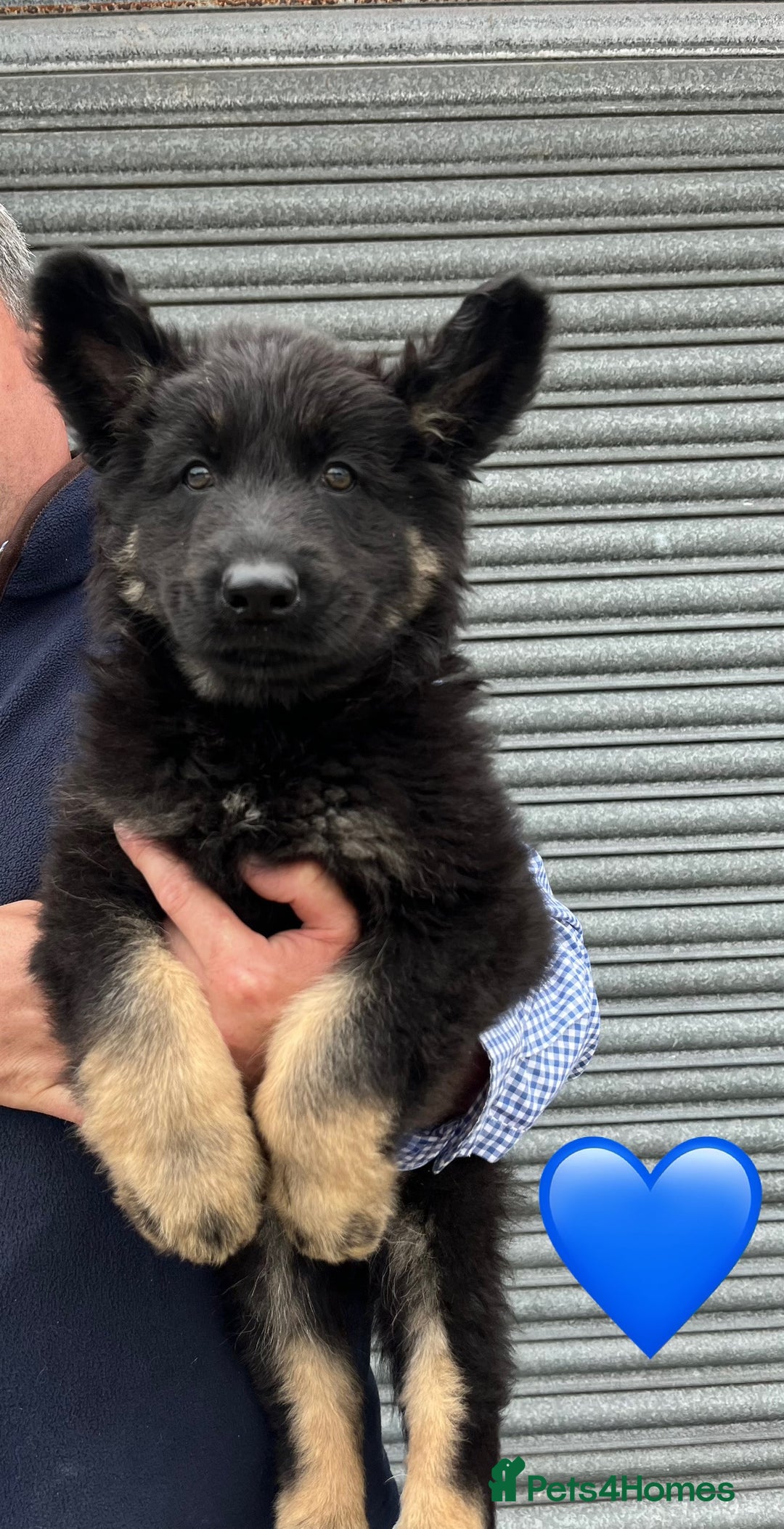 German Shepherd dogs for sale: 2 German Shepherd Bitches Ready Now - Image 8