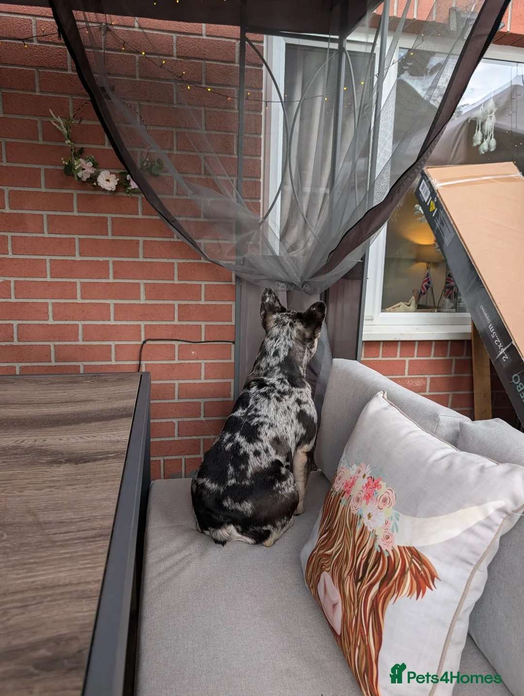 French Bulldog dogs for sale: Male french bulldog  in Nottingham - Advert 5