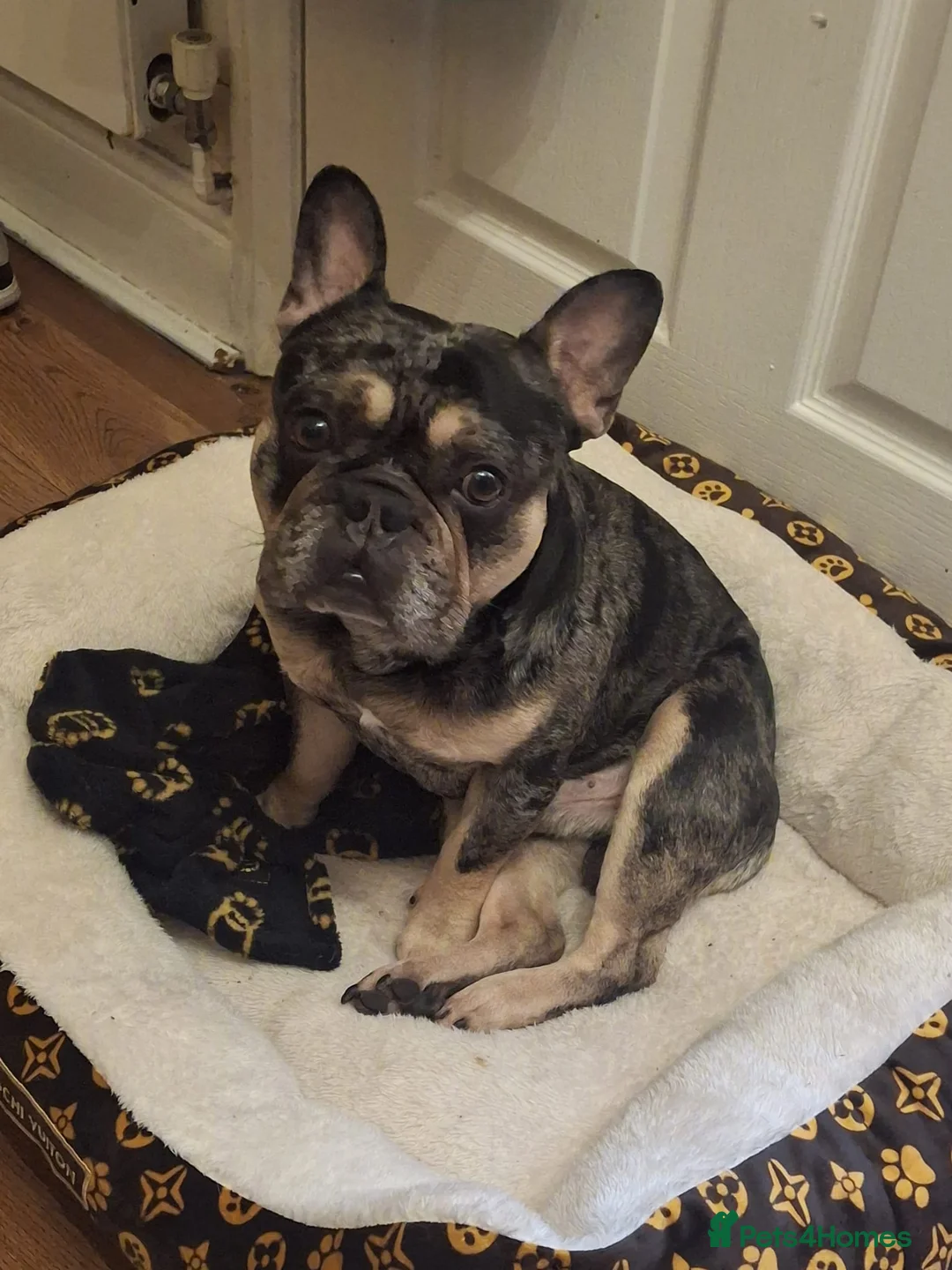 French Bulldog dogs for stud: French bulldog for stud - Advert 1