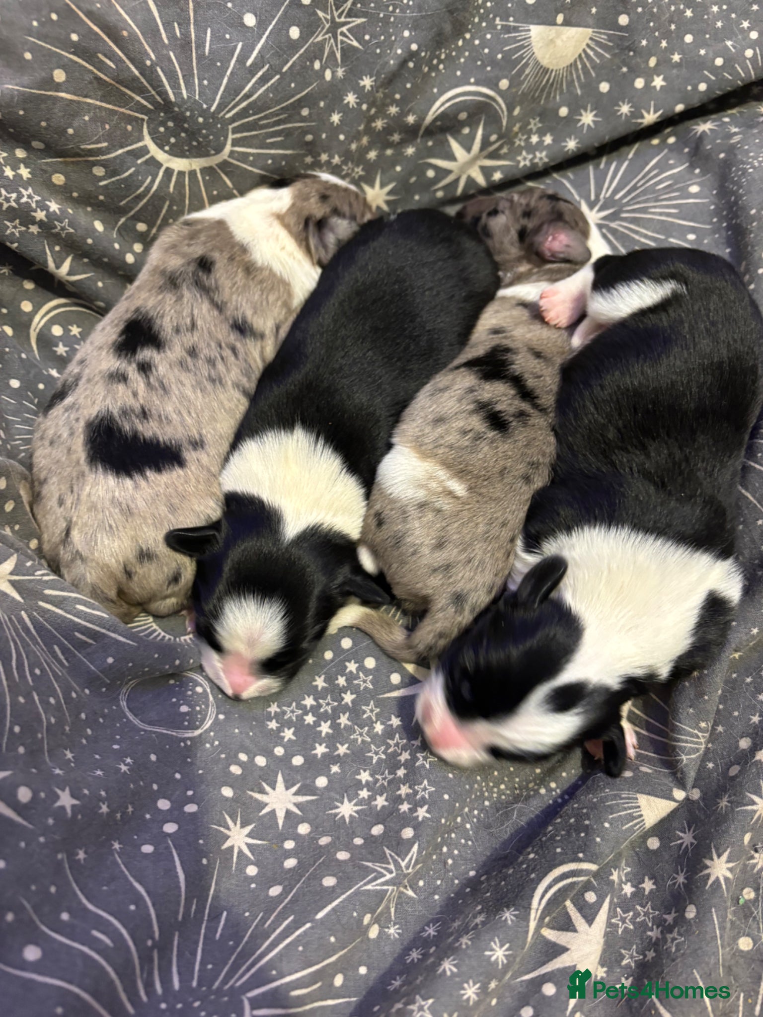 Sprollie dogs Chunky blue collie x spaniel pups 💙 - Advert 4