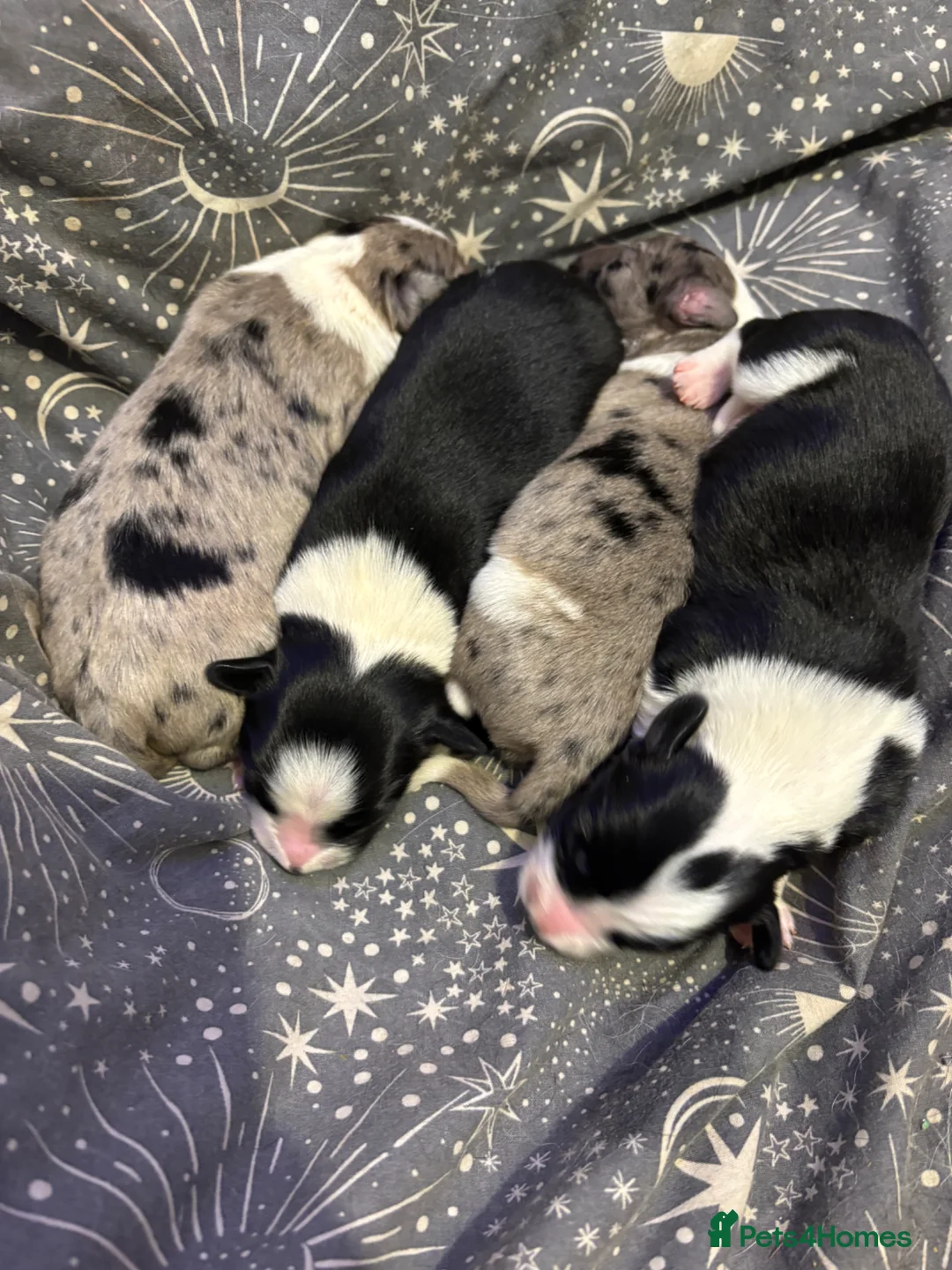 Sprollie dogs for sale: Chunky blue collie x spaniel pups 💙 in Alnwick - Advert 1
