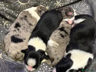 Sprollie dogs Chunky blue collie x spaniel pups 💙 - Advert 4