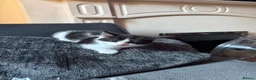 Mixed Breed cats for sale: Stunning ragdoll cross kittens  in Barking - Advert 6