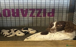 English Springer Spaniel dogs for sale: English springer spaniel  - Image 4