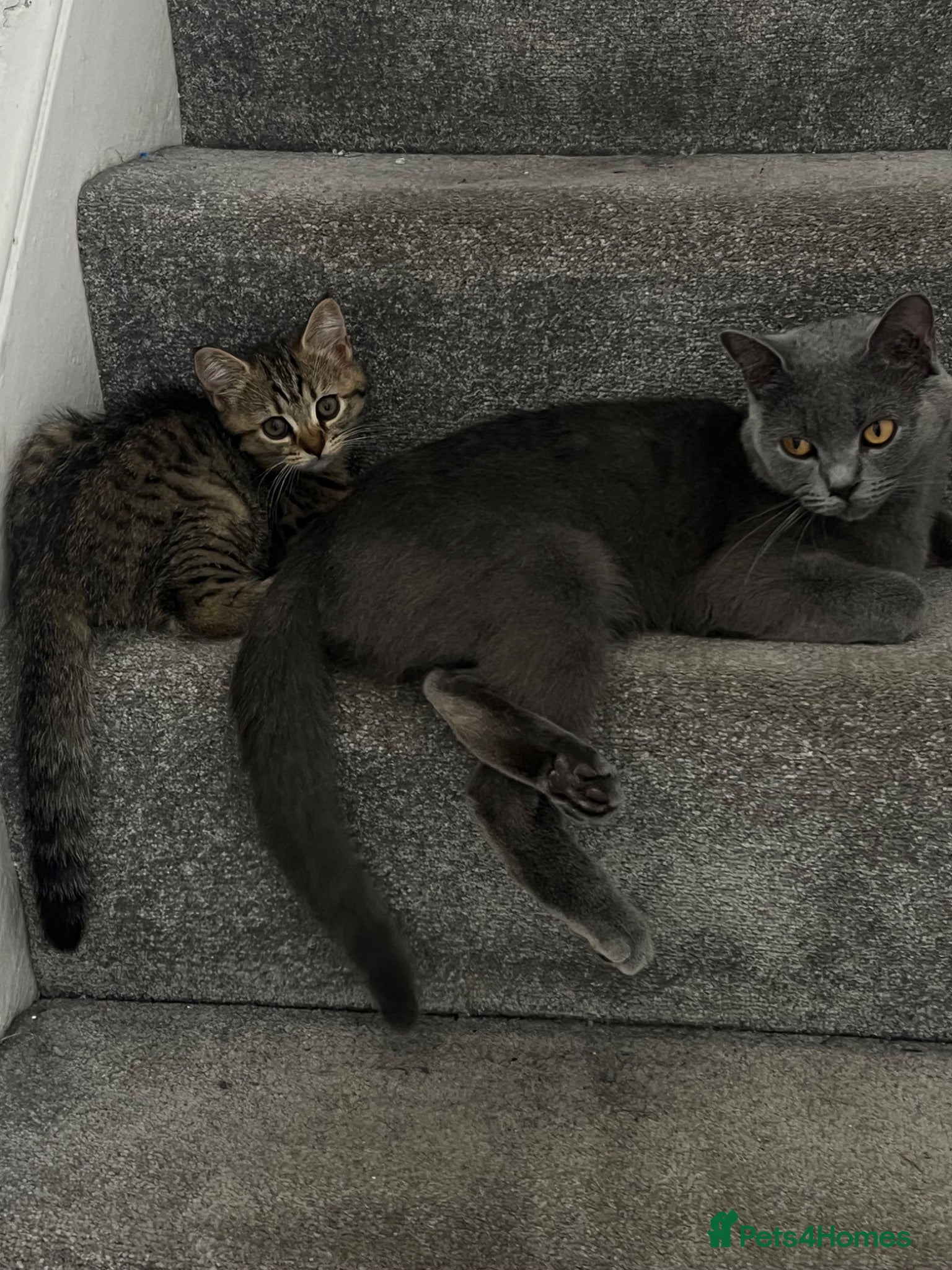 Mixed Breed cats British short hair/bengal tabby kitten - Advert 2