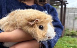 Guinea Pig rodents for sale: 2 Female Guinea Pigs - Image 6