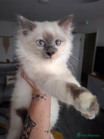 Ragdoll cats Beautiful Ragdoll Colourpoint Female Kitten - Advert 1