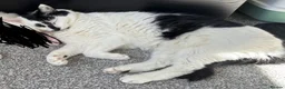 Mixed Breed cats for sale: REHOMING: 2 Black/White Cats, Siblings in Whitley Bay - Advert 6