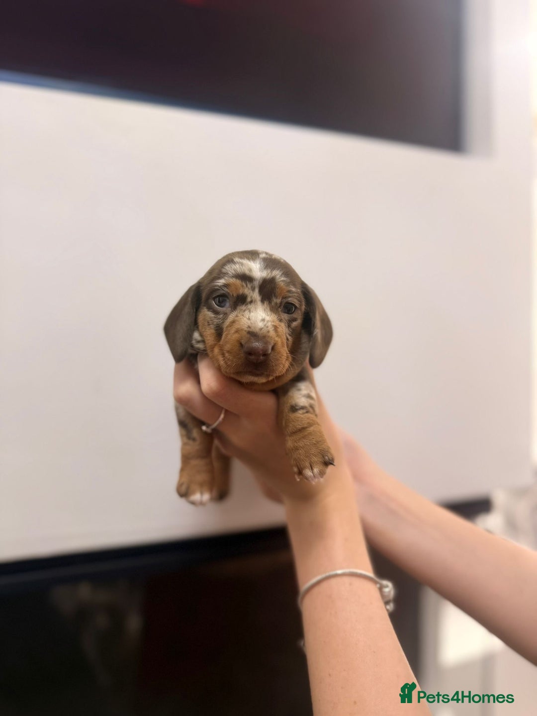 Miniature Dachshund dogs for sale: Miniature Daschund 🎀 - Advert 3