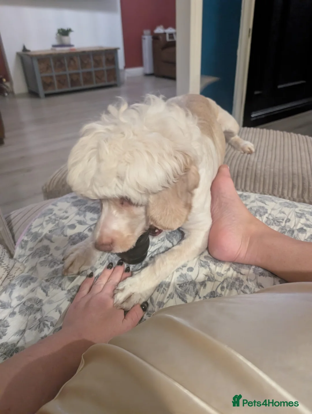 Cockapoo dogs for sale: Jack  in Chorley - Advert 2