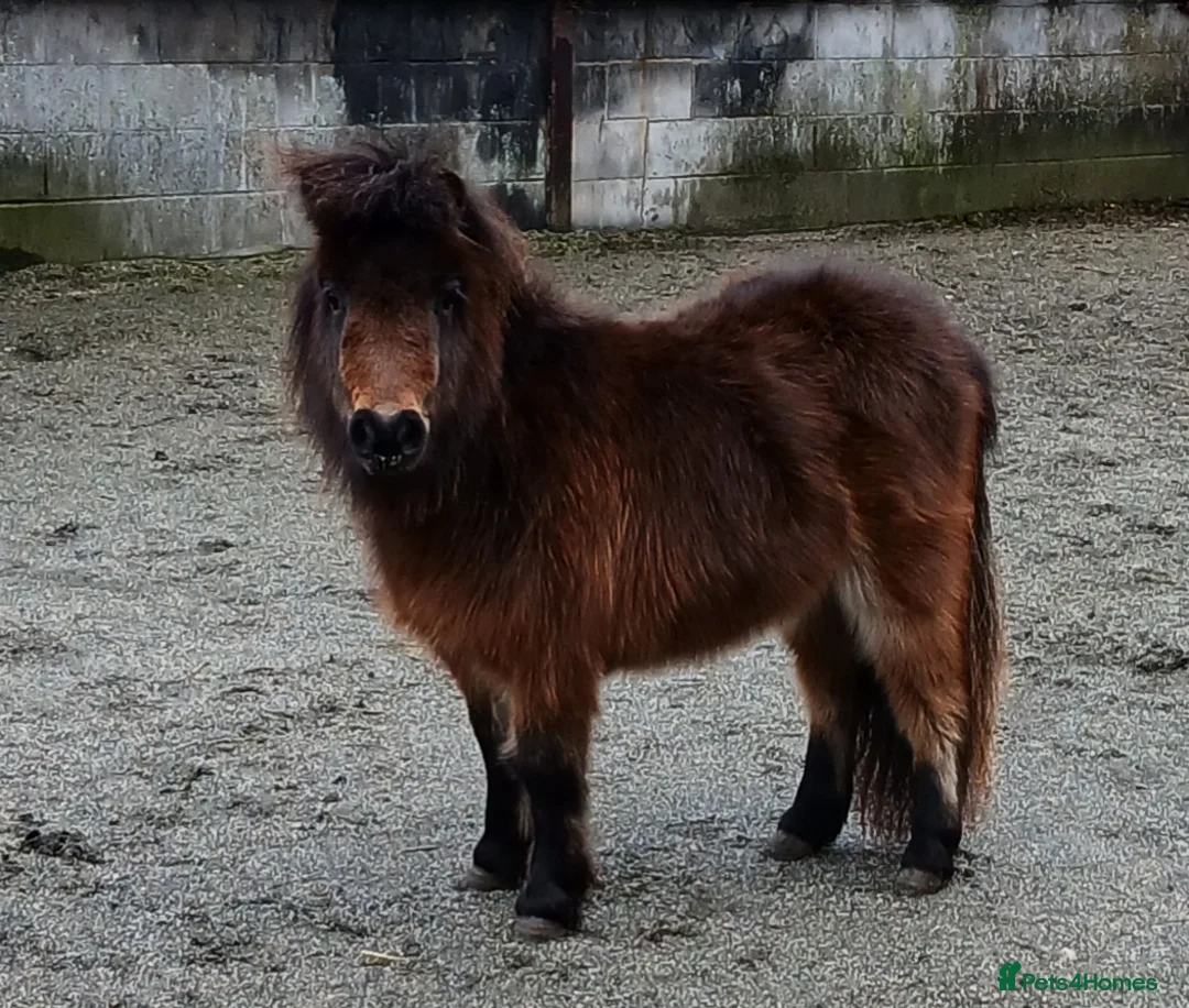Shetland pony horses for sale: Registered miniature Shetland  - Advert 4
