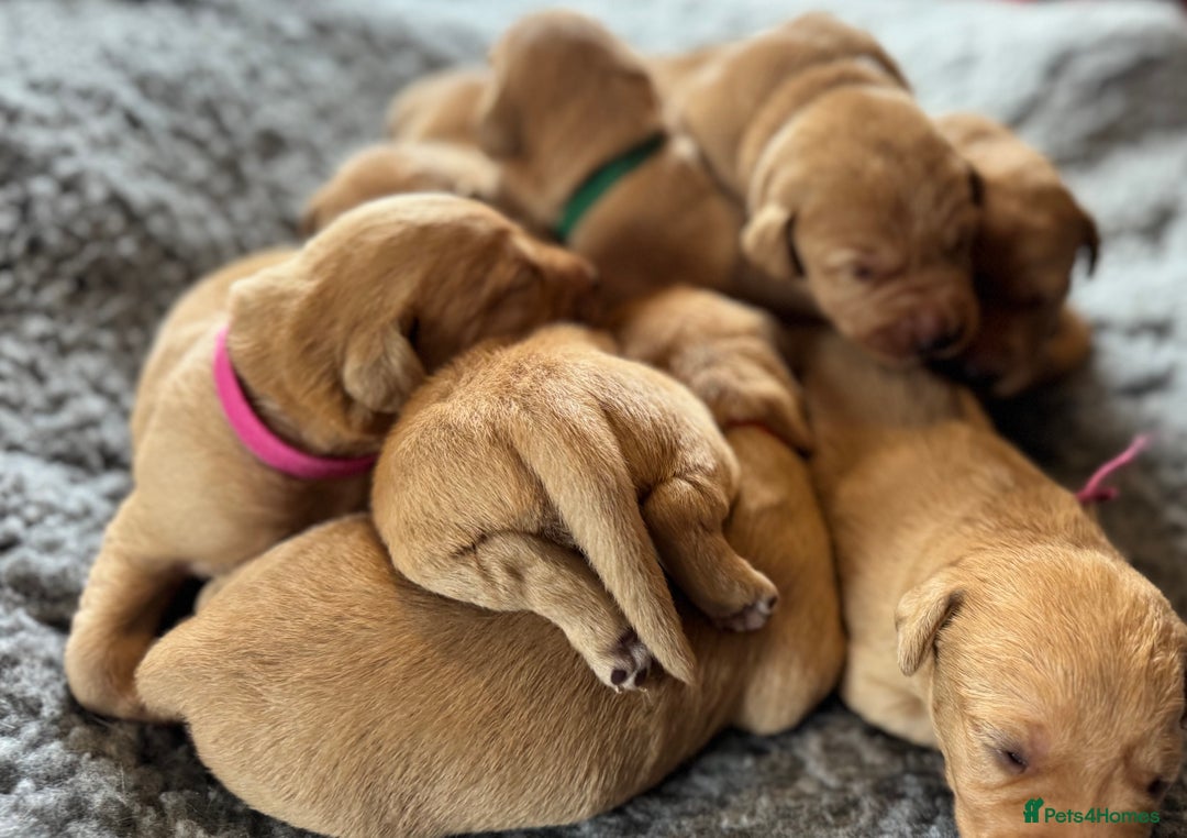 Labrador Retriever dogs for sale: Outstanding KC reg fox red Labrador puppies.  - Image 9