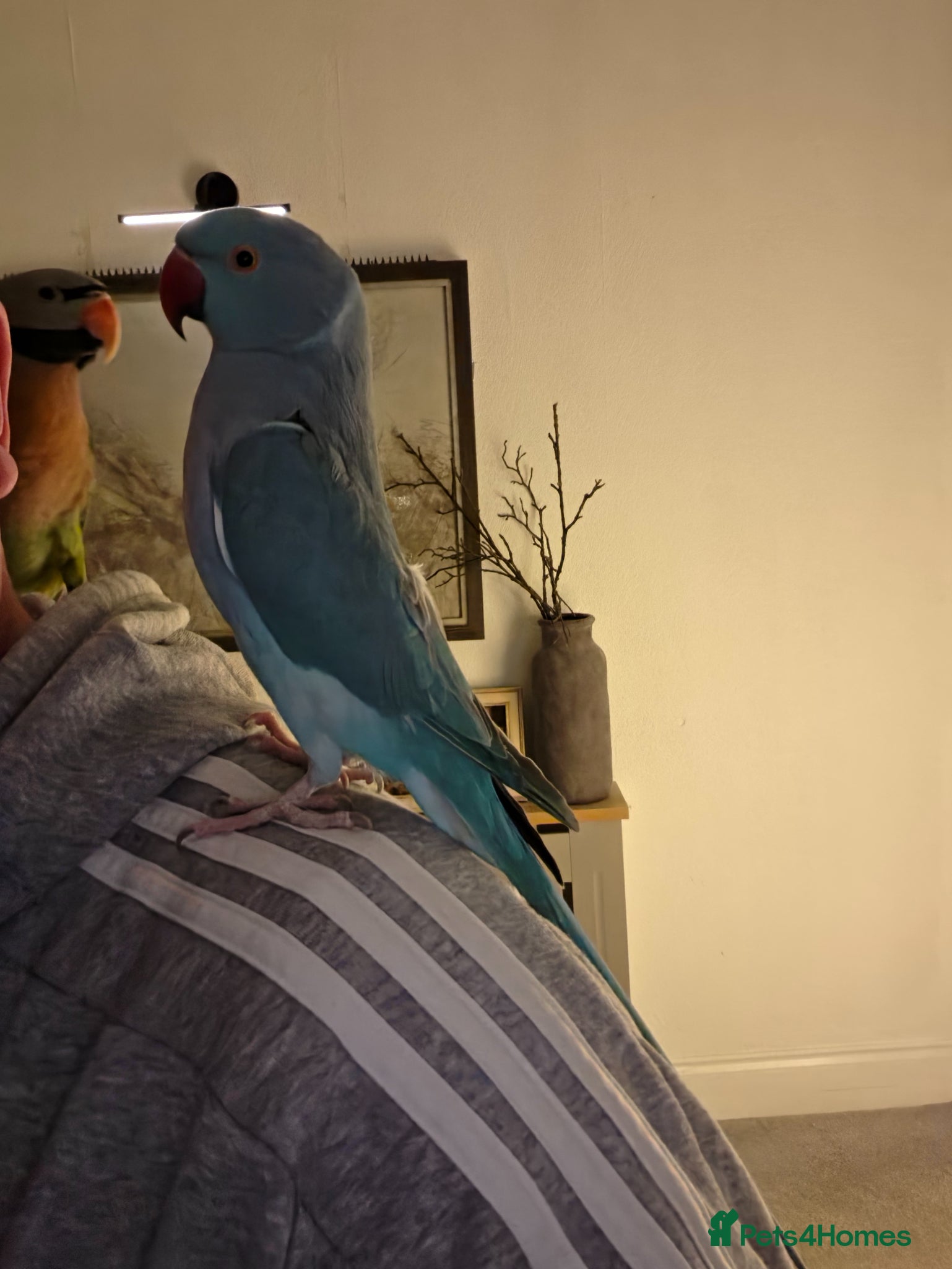 Parrots birds "Sky and Bandit" £ ono - Advert 9