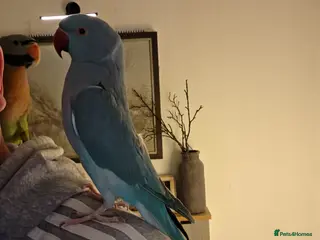 Parrots birds "Sky and Bandit" £ ono - Advert 9