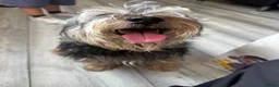 Mixed Breed dogs for sale: Potato Mix Breed 7 Years old,New Home Needed - Advert 4