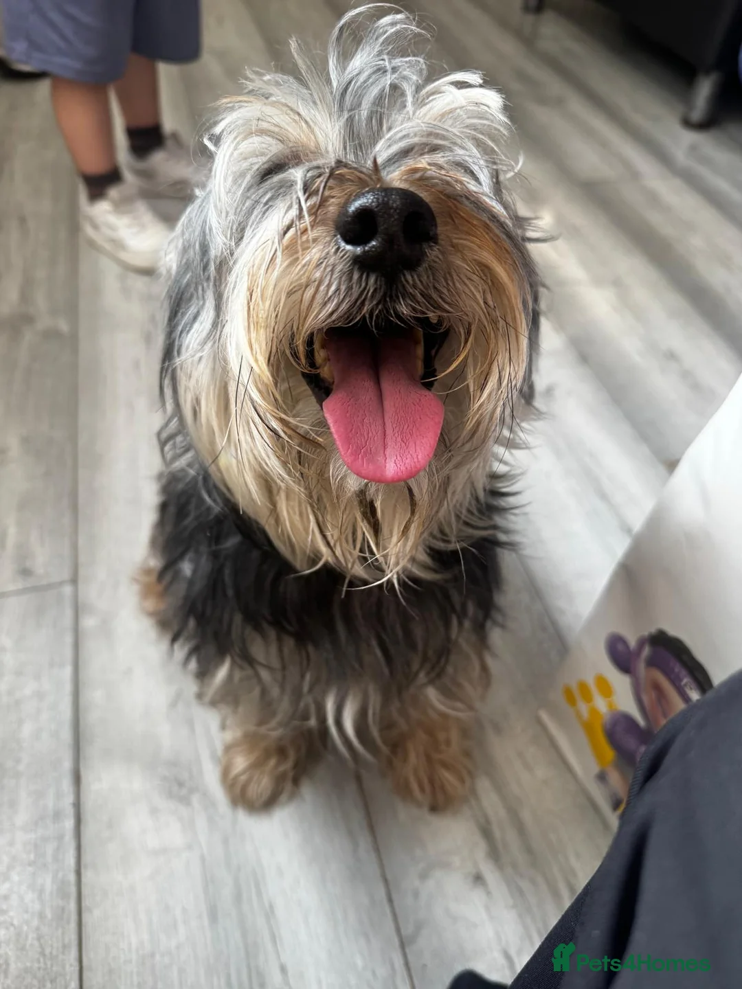 Mixed Breed dogs for sale: Potato Mix Breed 7 Years old,New Home Needed - Advert 4
