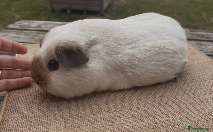 Guinea Pig rodents - Advert 7