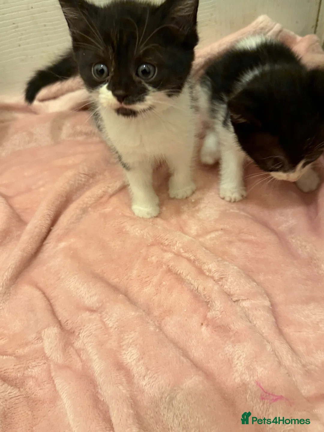Mixed Breed cats for sale: Mixed Breed Litter ( American Wirehair/ Bombay) - Advert 2