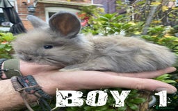 Angora rabbits for sale: Pure Breed Full Face Angora Kits - Image 5