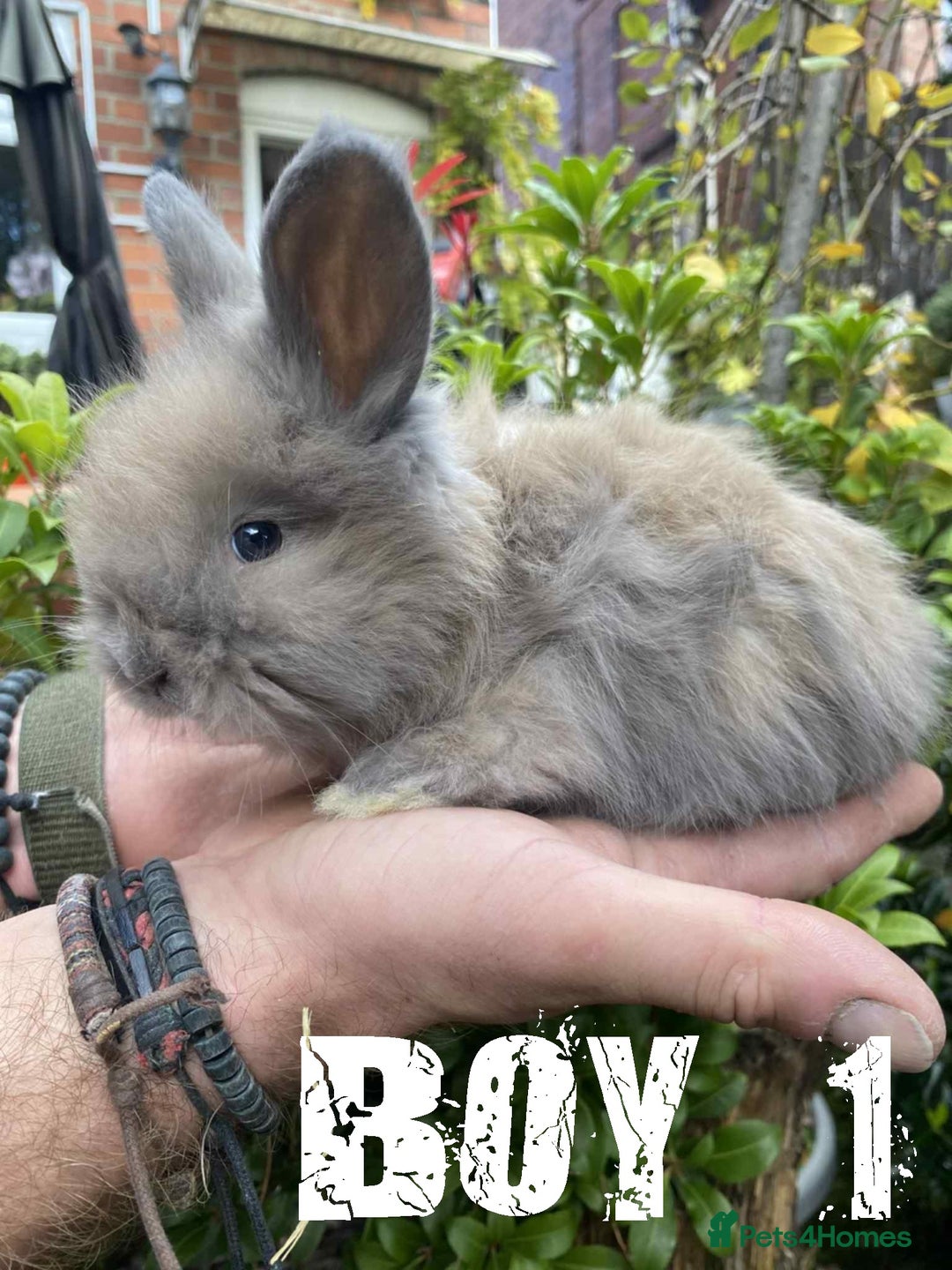 Angora rabbits for sale: Pure Breed Full Face Angora Kits - Image 5