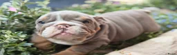 English Bulldog dogs for sale: Rare mini english bulldogs  - Advert 8