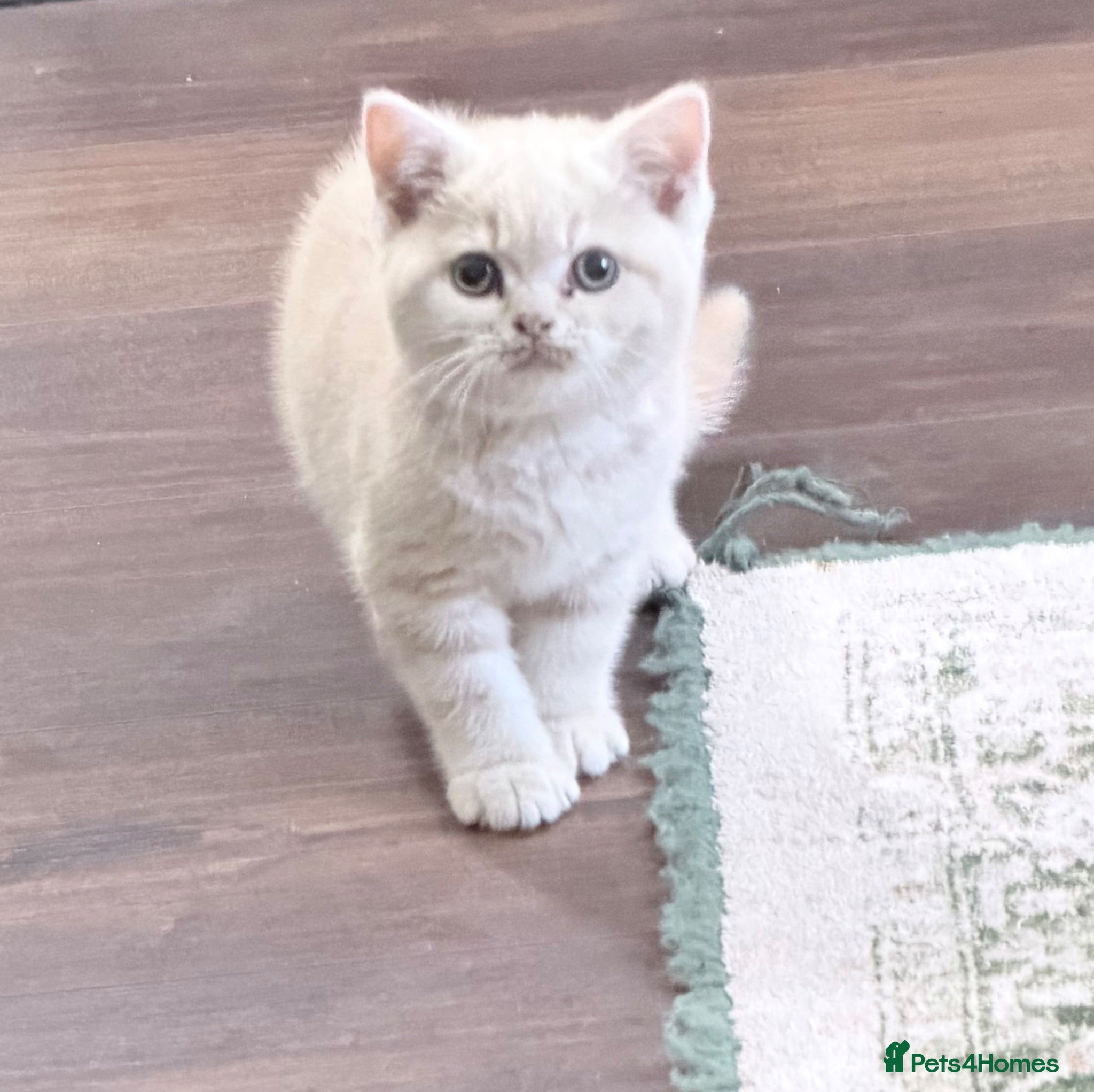 British Shorthair cats last GCCF British shorthair kitten to reserve - Advert 1