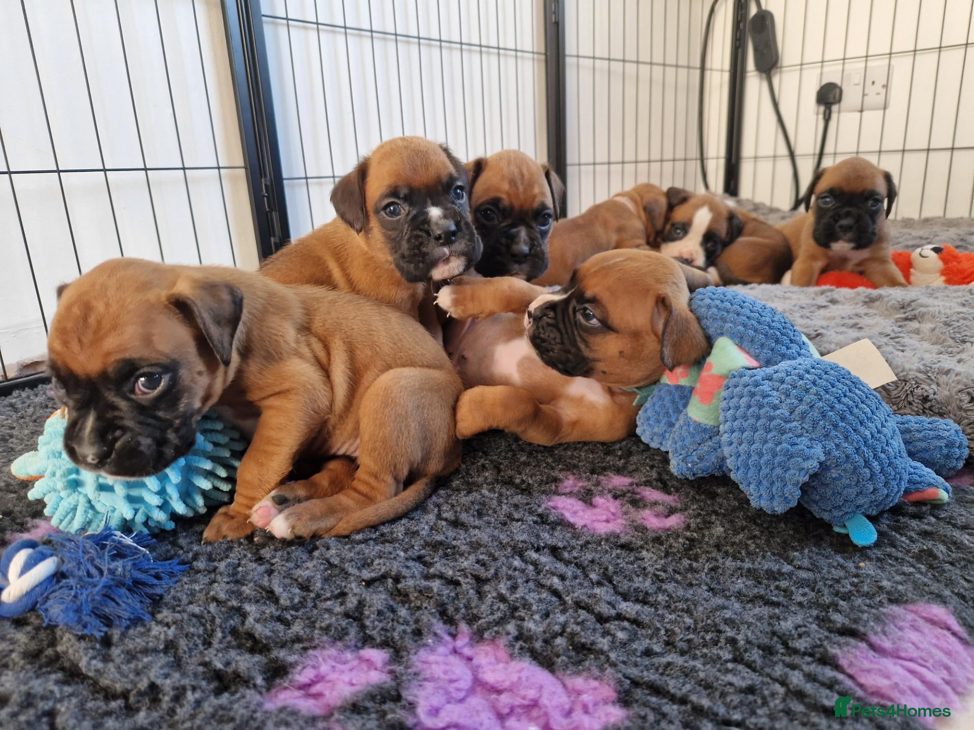 Boxer dogs Beautiful Pedigree Boxer Puppies - Advert 12