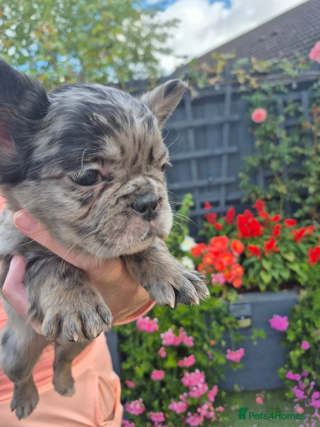 French Bulldog dogs for sale: Fluffy french bulldogs +c2  - Image 4