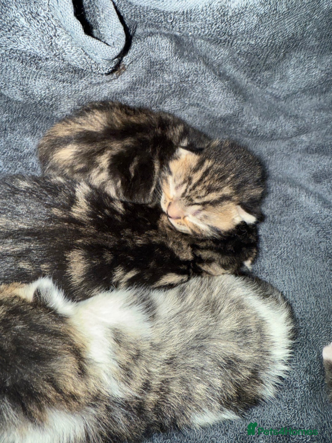 British Shorthair cats for sale: British short hair mixed kittens  - Advert 6