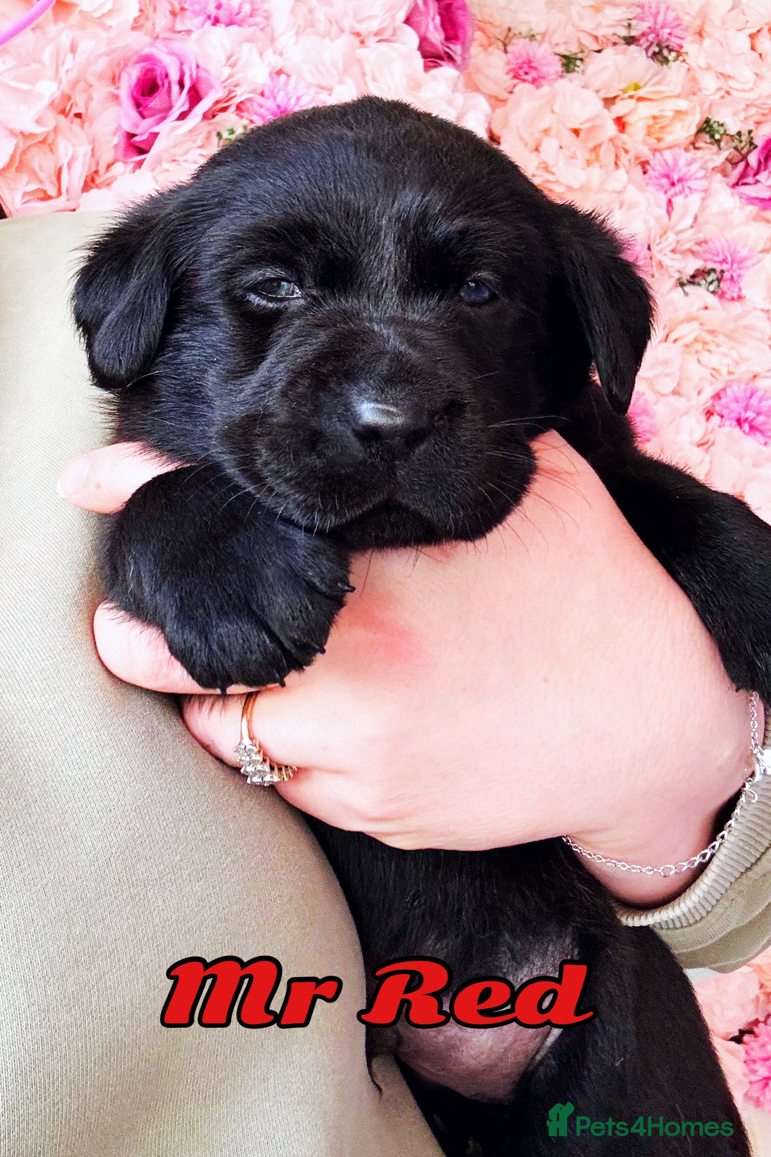 Labrador Retriever dogs EXTENSIVELY HEALTH TESTED KC CHUNKY LABRADORS  - Advert 1