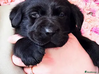 Labrador Retriever dogs EXTENSIVELY HEALTH TESTED KC CHUNKY LABRADORS - Advert 1