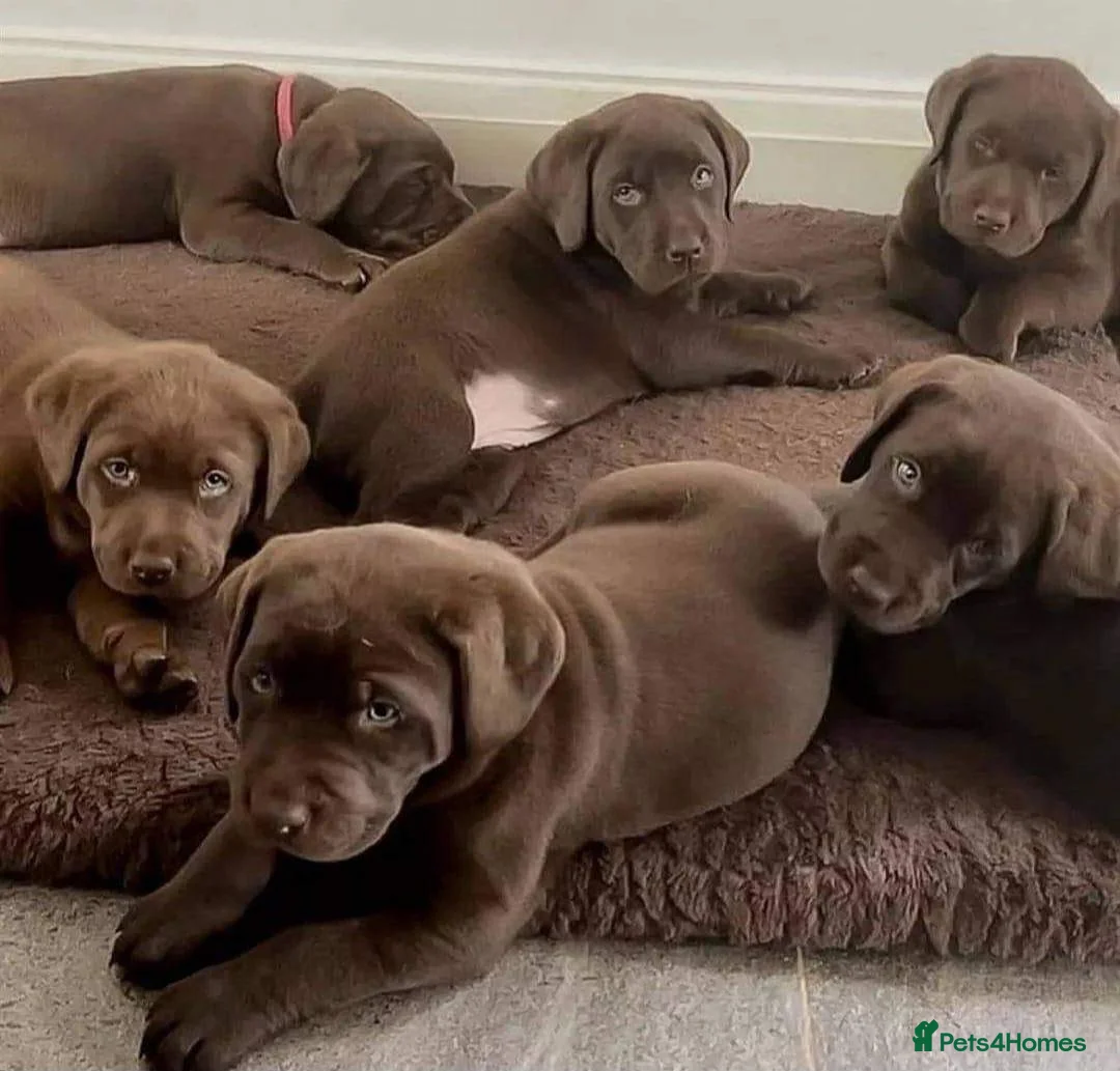 Labrador Retriever dogs for sale: STUNNING HEALTH CHECKED CHOCOLATE PUPPIES in Oldham - Advert 1