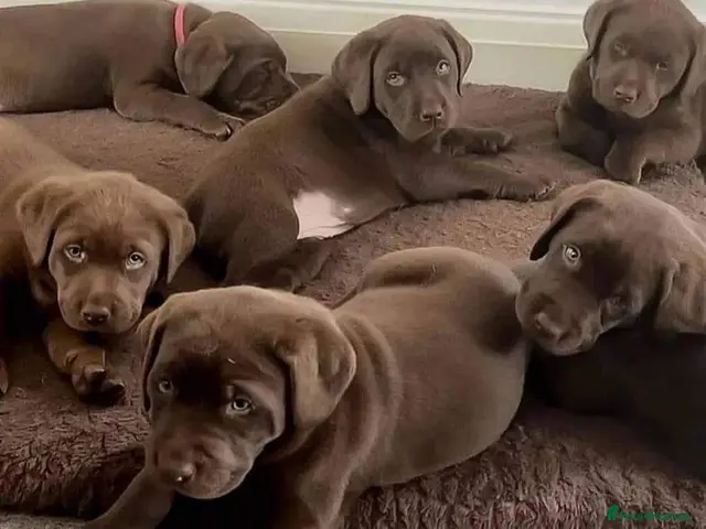 Labrador Retriever dogs for sale: STUNNING HEALTH CHECKED CHOCOLATE PUPPIES - Advert 4