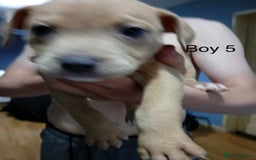 Mixed Breed dogs for sale: Staff x American pocket bully pups  - Image 11