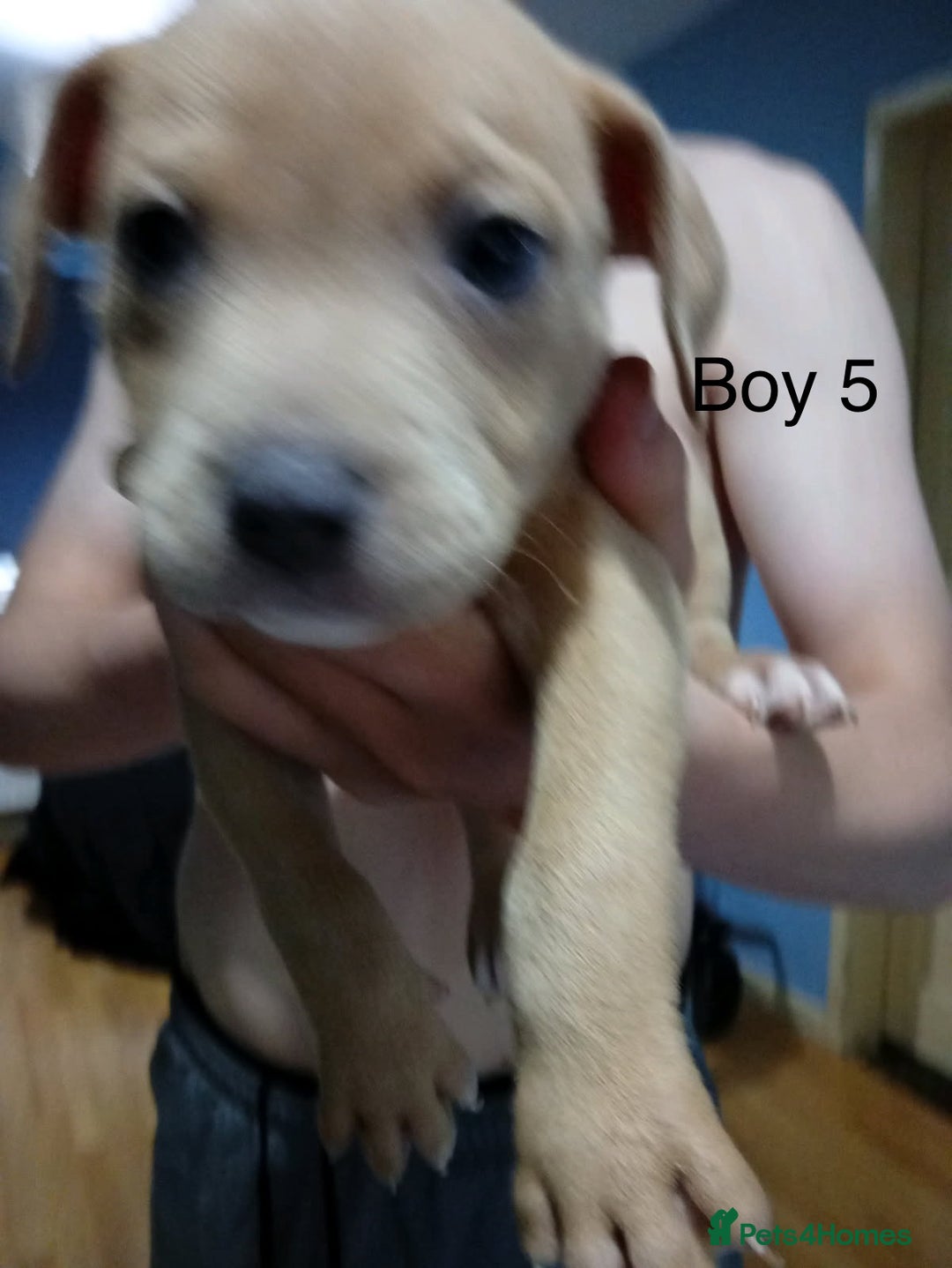 Mixed Breed dogs for sale: Staff x American pocket bully pups  - Image 11