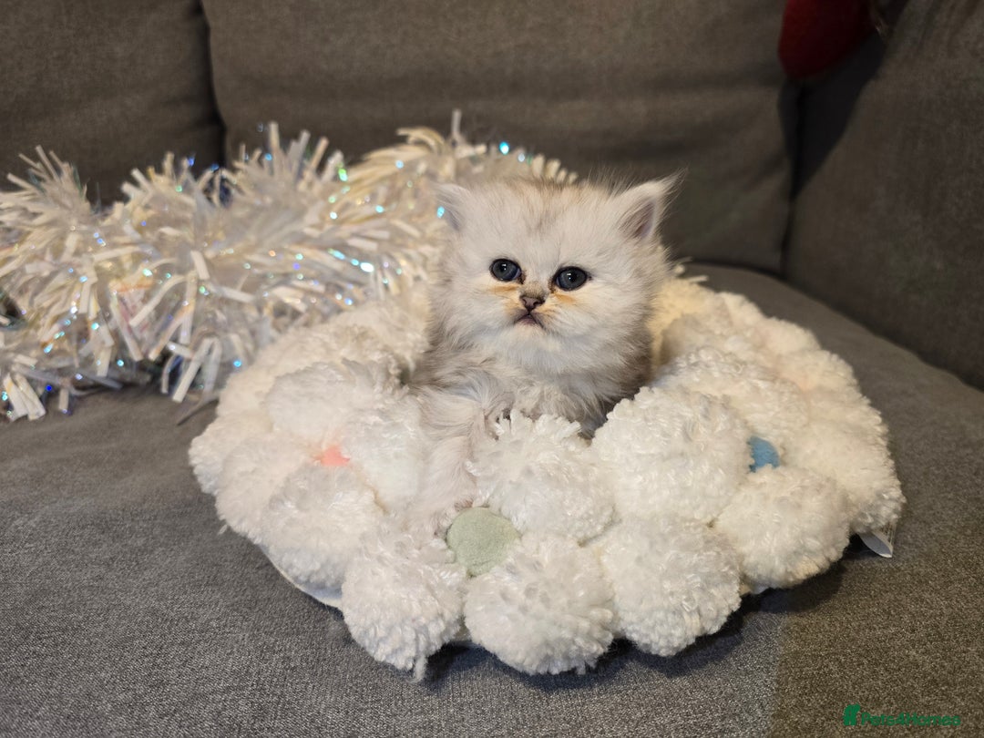 Persian cats for sale: Persian fluffy angels - Advert 31