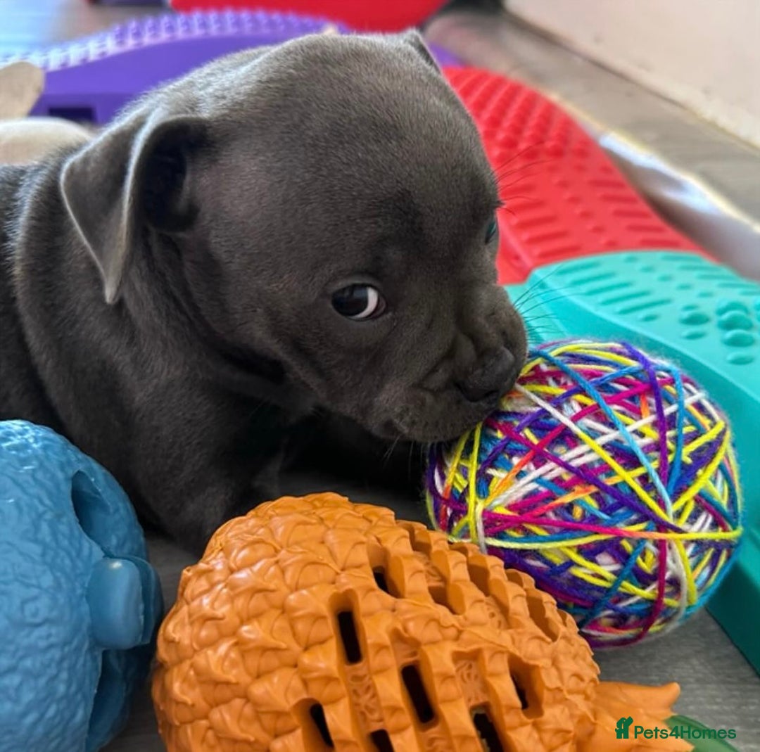 Staffordshire Bull Terrier dogs for sale: Outstanding  %100 Health Tested Staffy Puppies - Advert 16