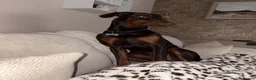 Dobermann dogs for sale: 1 year old Doberman for sale - Advert 4
