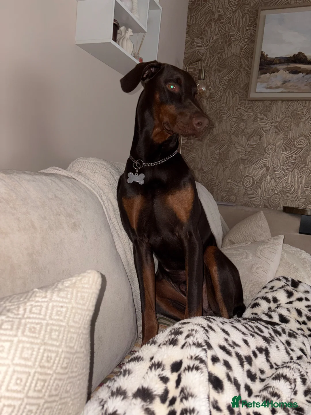 Dobermann dogs for sale: 1 year old Doberman for sale - Advert 4