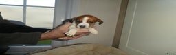 Mixed Breed dogs for sale: Springer x jack Russell  - Advert 8