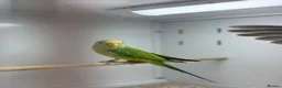 Parakeets birds for sale: Baby plum headed  - Advert 2