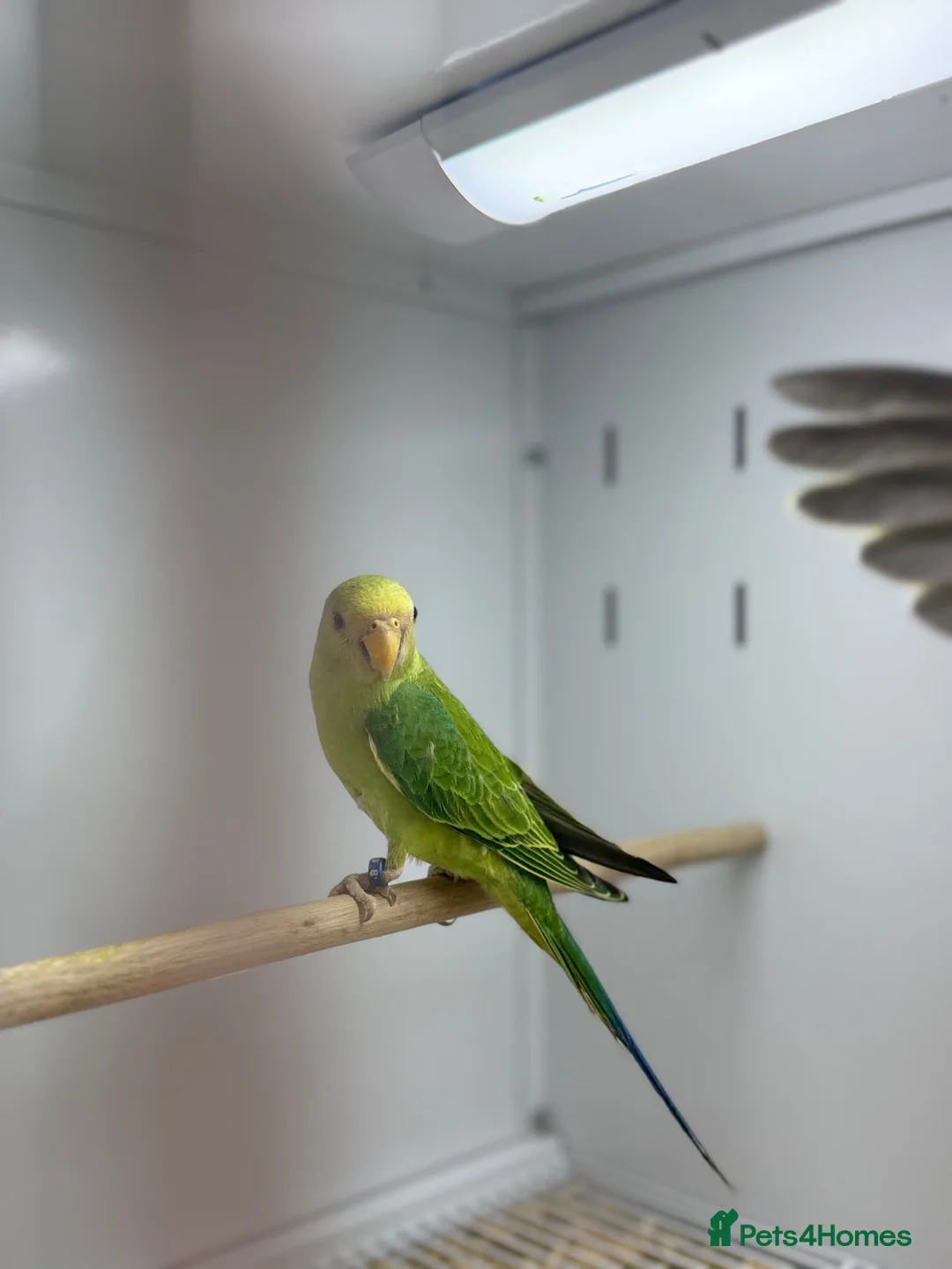 Parakeets birds for sale: Baby plum headed  - Advert 2