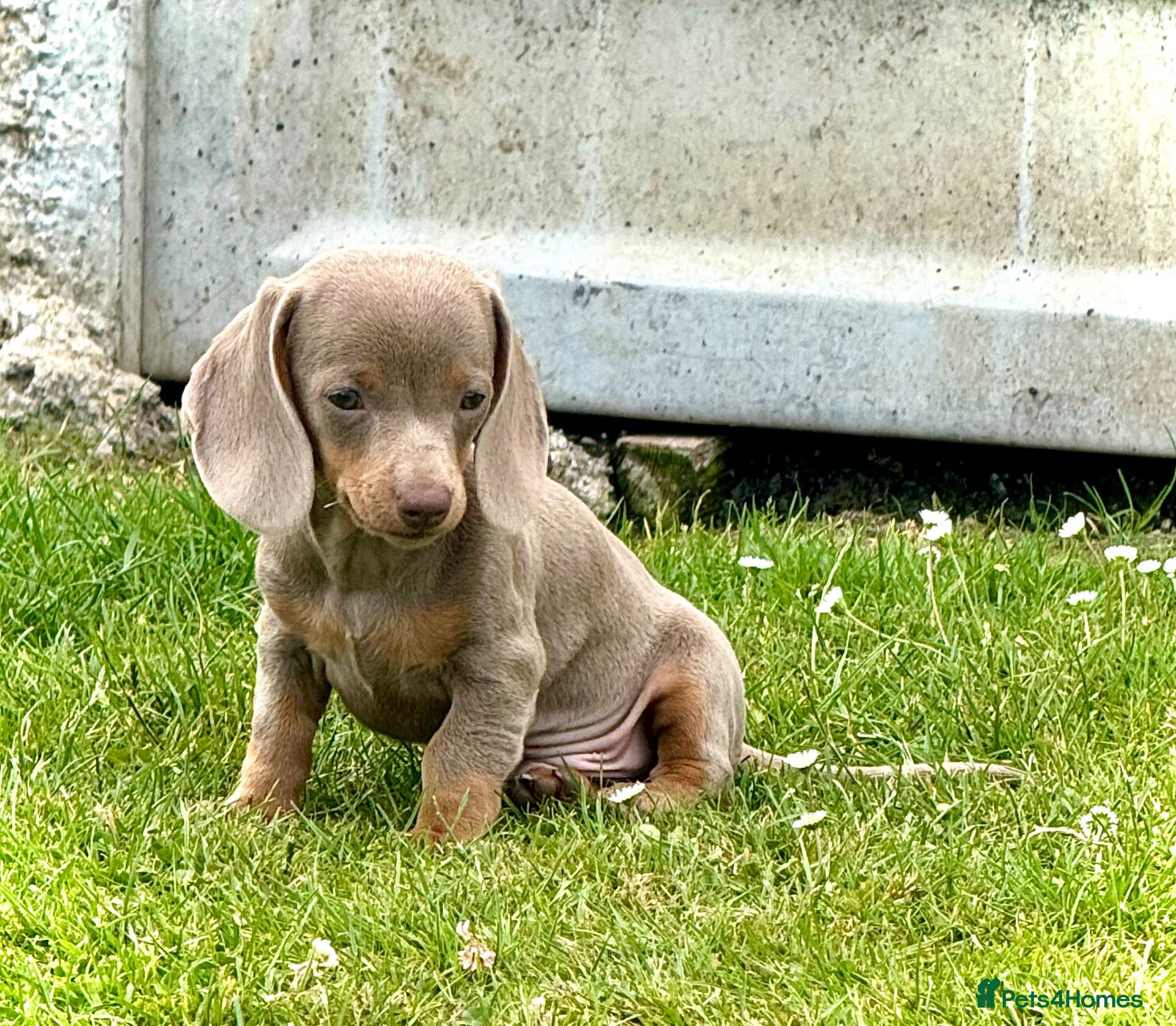 Miniature Dachshund dogs Outstanding Litter of Miniature dachshund puppies  - Advert 2