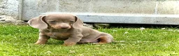 Miniature Dachshund dogs for sale: Outstanding Litter of Miniature dachshund puppies  - Advert 3