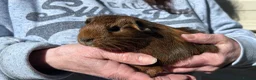 Guinea Pig rodents for sale: Girl guinea pigs for sale  - Advert 3