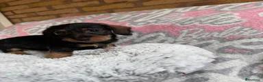 Dachshund Puppy 2
